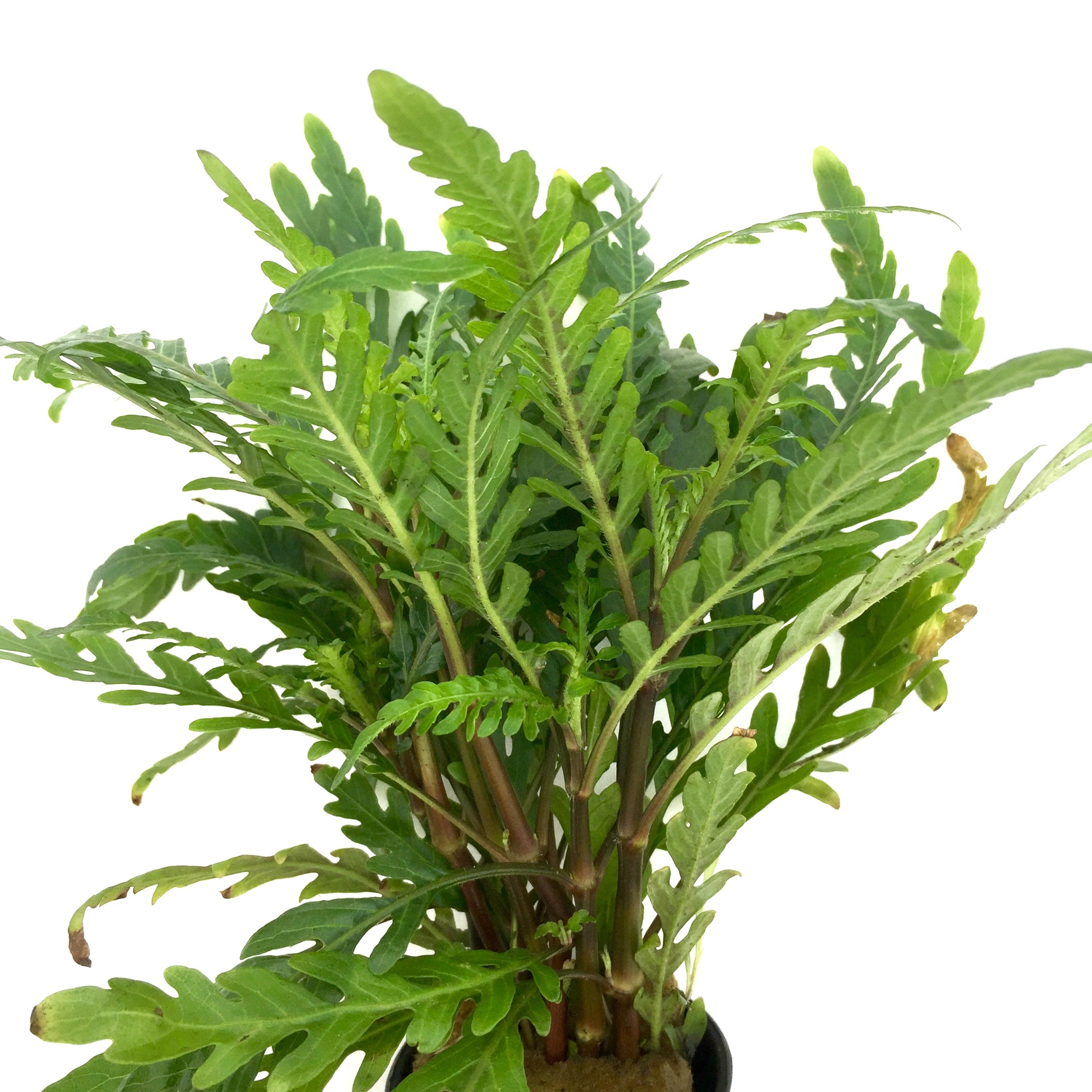 Hygrophila pinnatifida in pot